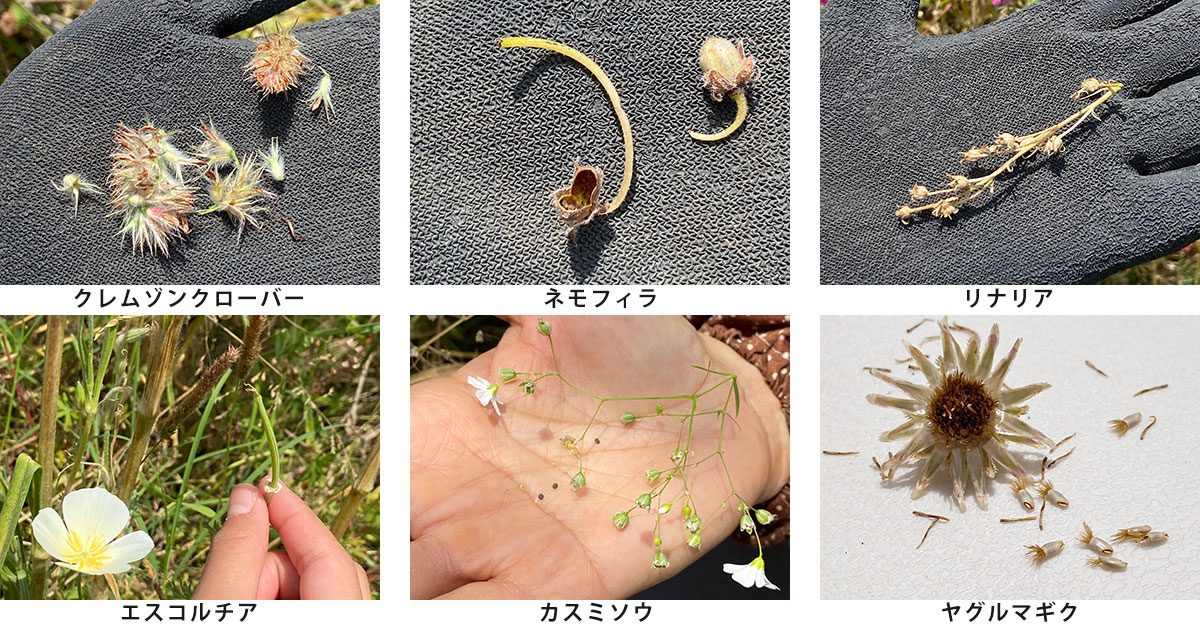 5月の花畑だより種の写真、クレムソンクローバー、ネモフィラ、リナリア、エスコルチア、カスミソウ、ヤグルマギク