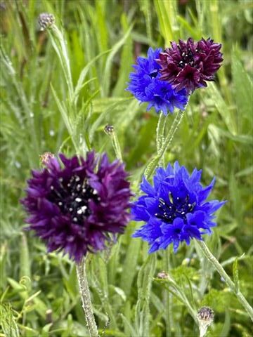 2～5月のお花畑