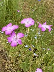 2～5月のお花畑
