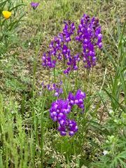 2～5月のお花畑