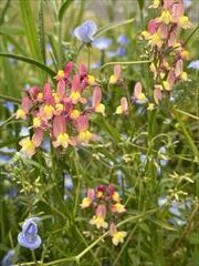 2～5月のお花畑