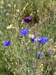 2～5月のお花畑