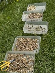 2～5月のお花畑