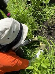 6～9月のお花畑