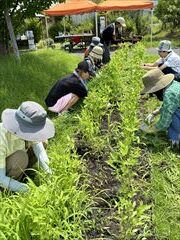 6～9月のお花畑