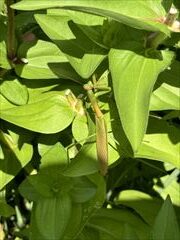 6～9月のお花畑