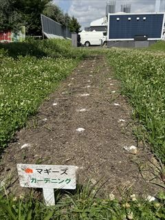 6月のお花畑