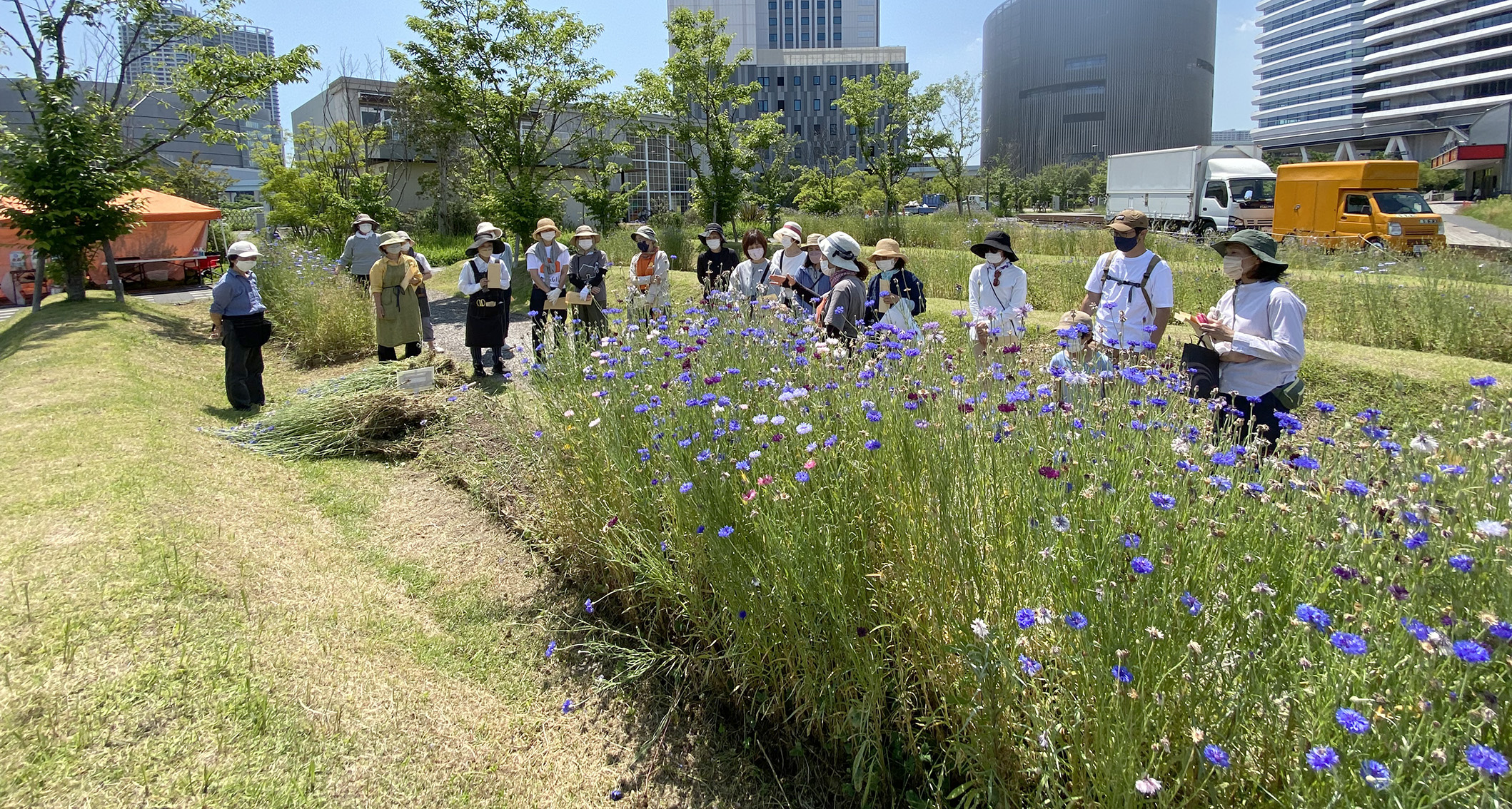 花畑だより 5月の花畑活動ご報告 マギーズ東京