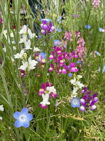 「花畑だより」2024年2～5月のご報告　驚異の長い開花の日々