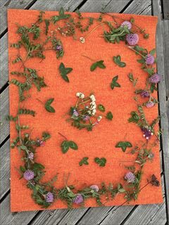 「花畑だより」2024年10月～2025年5月のご報告　春の花